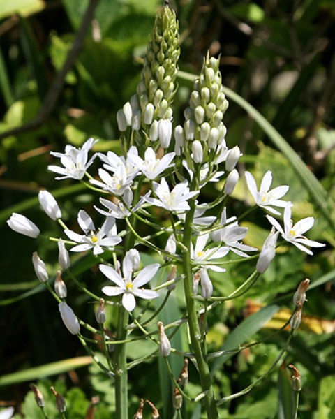 Ornithogalum Sochii (2)